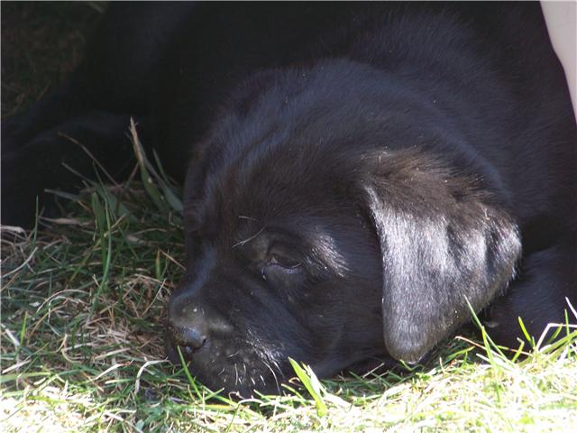 puppy1.jpeg