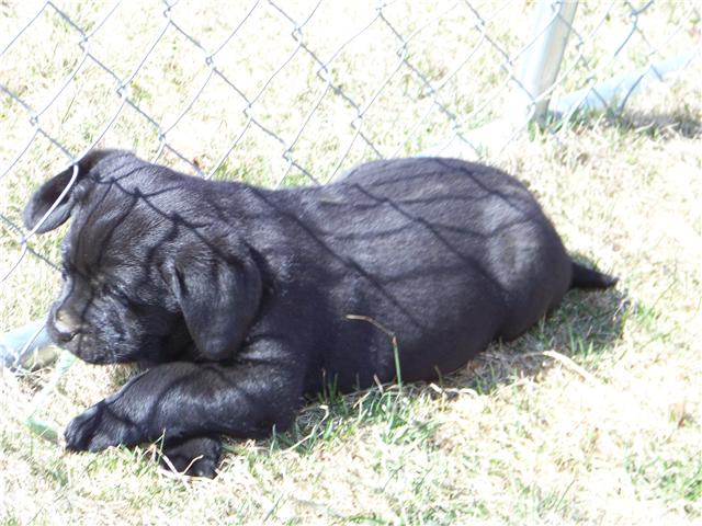 puppy2.jpeg