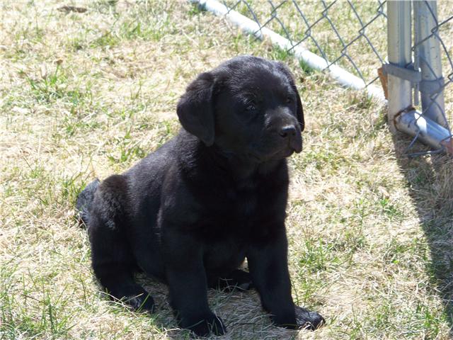 puppy3.jpeg